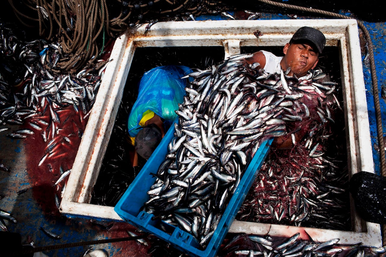 What is your seafood eating? Investigation traces problems in global ...