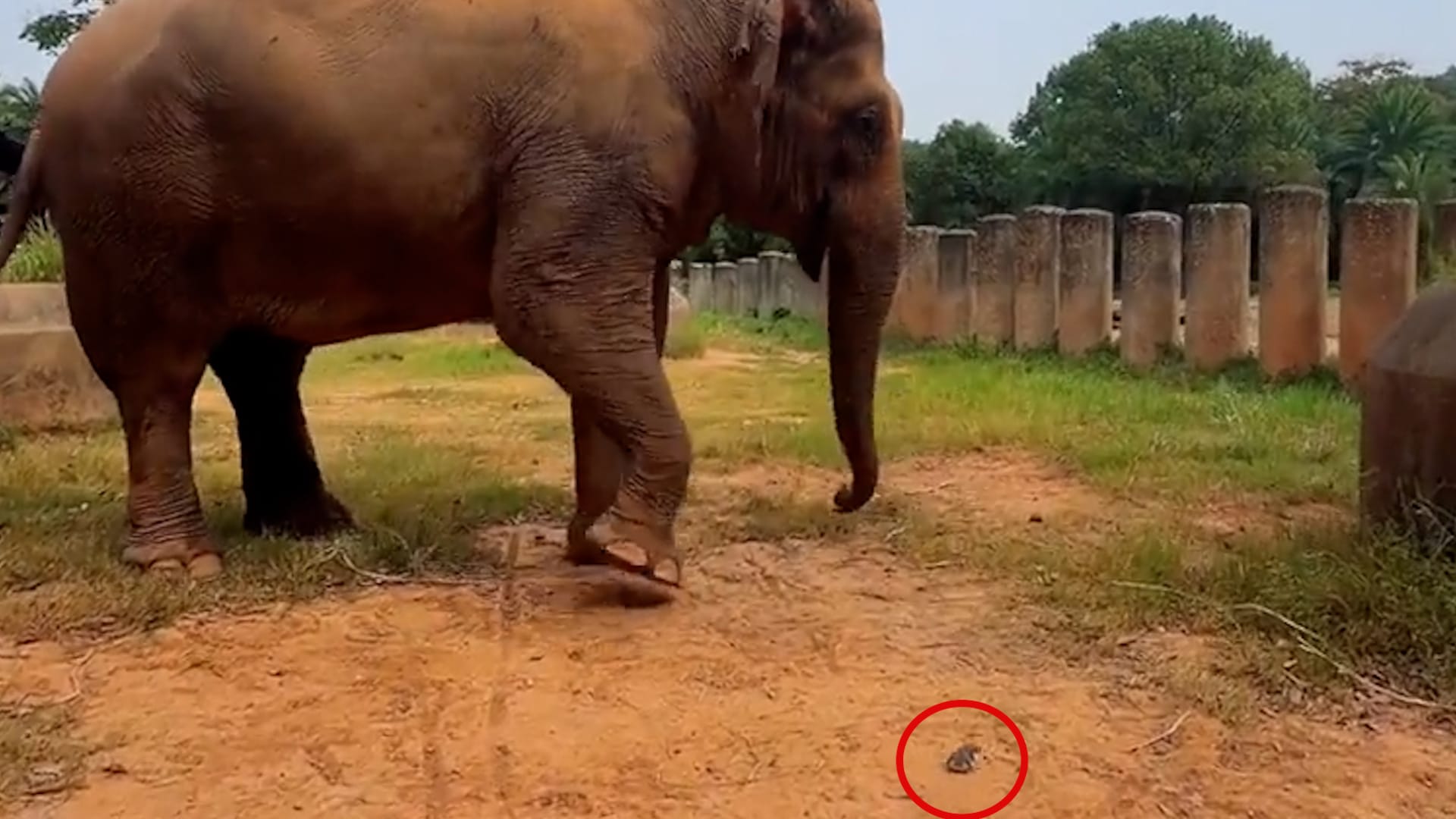 Giant elephant terrified of tiny hamster as it backs away from the rodent