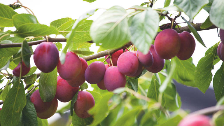 You don't need a big garden to grow your own fruit – these 7 trees are ...