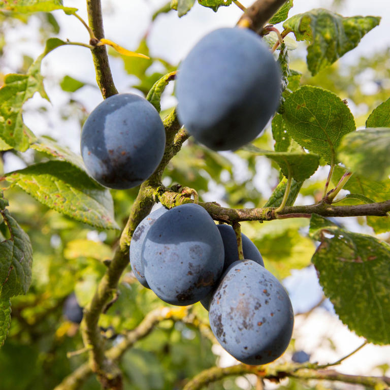 You don't need a big garden to grow your own fruit – these 7 trees are ...