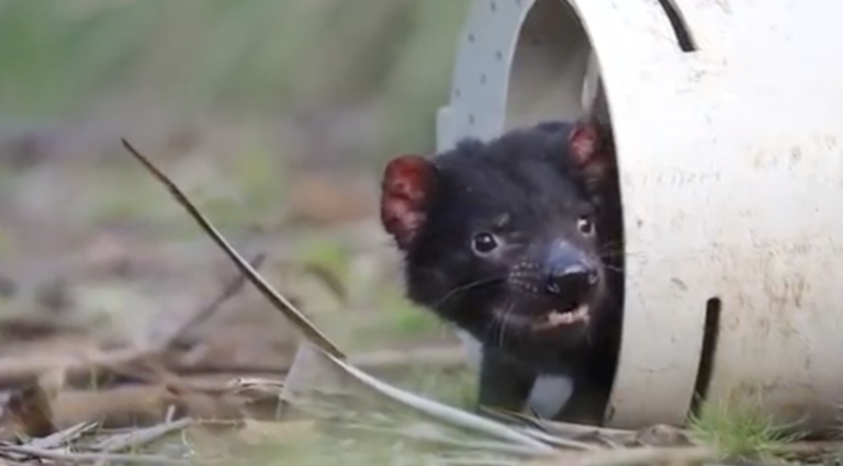 Tasmanian devil babies were found in Australia for the first time in ...
