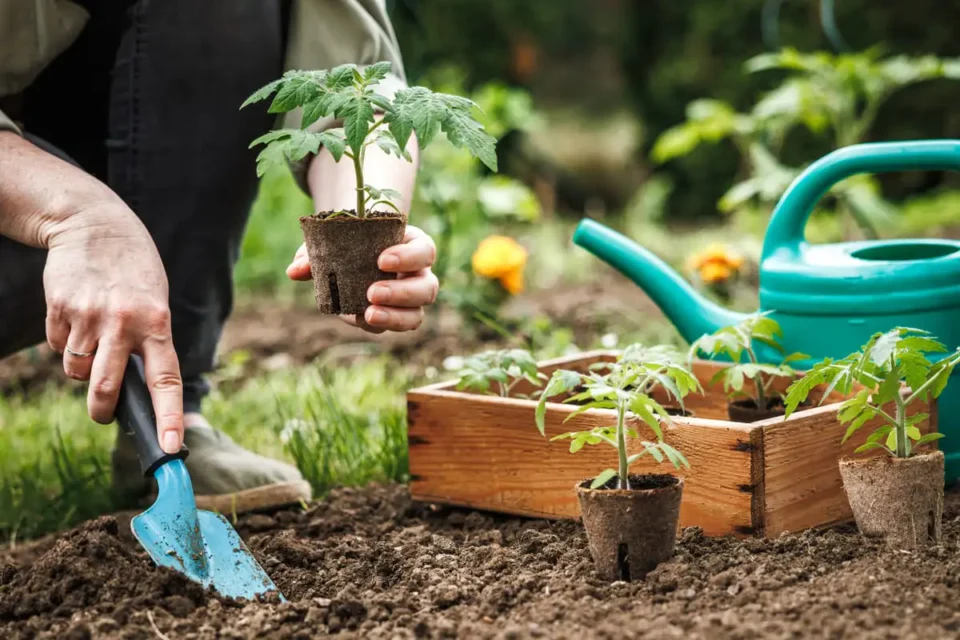 This simple tomato trick could give you ripe harvest weeks earlier