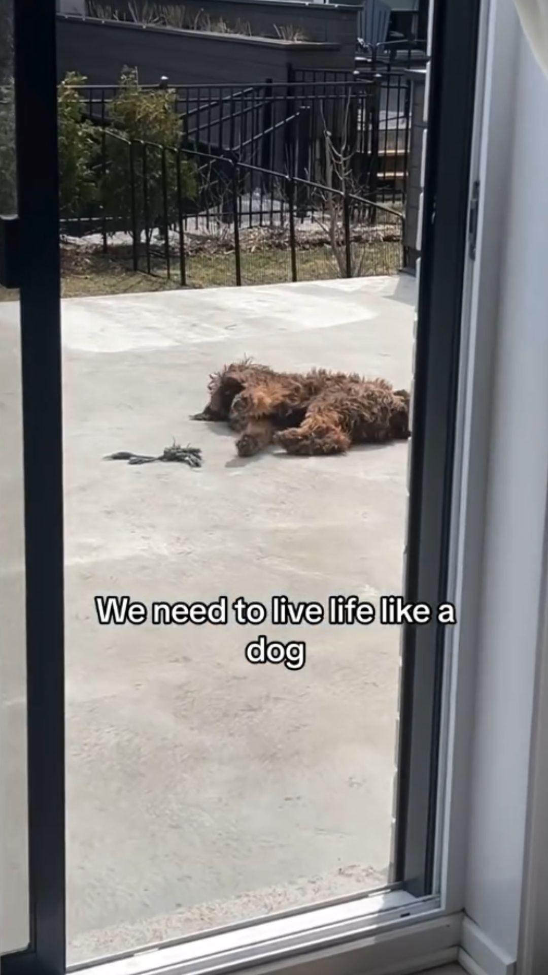 The dog owner truth that every pet lover understands