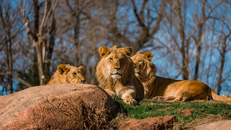 Busch Gardens Tampa Bay brings back former president amid leadership ...