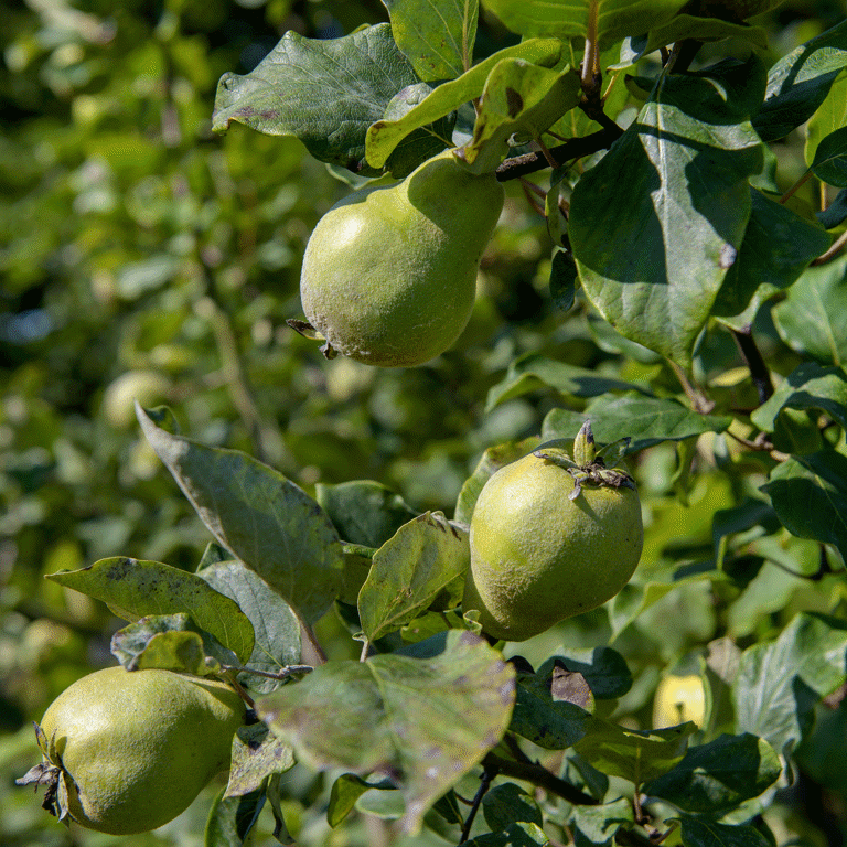 You don't need a big garden to grow your own fruit – these 7 trees are ...