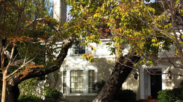 Could that damaged tree fall during a winter storm? 4 warning signs to ...