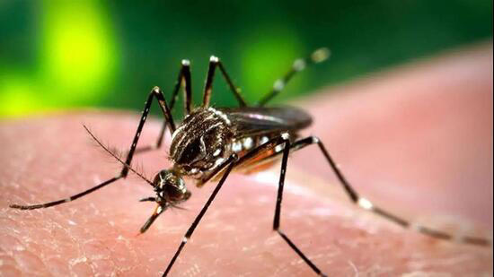 Gurugram dengue tally rises to 70 with 2 fresh cases, Haryana tally ...