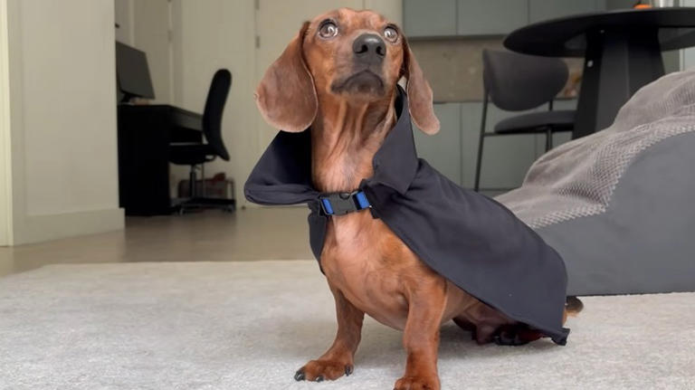 Woman Makes Mini Dachshund DIY Halloween Costume From Old T-Shirt & He ...
