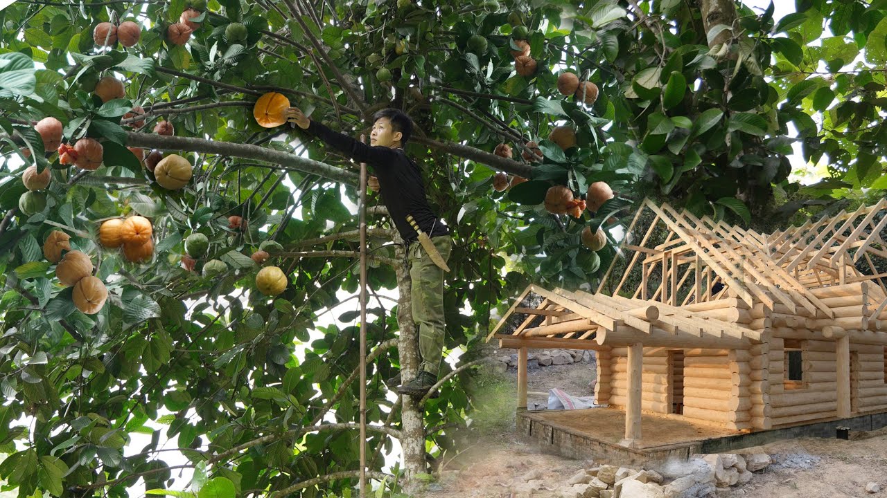 Three years in the forest: Harvesting giant mangosteen & planting ...
