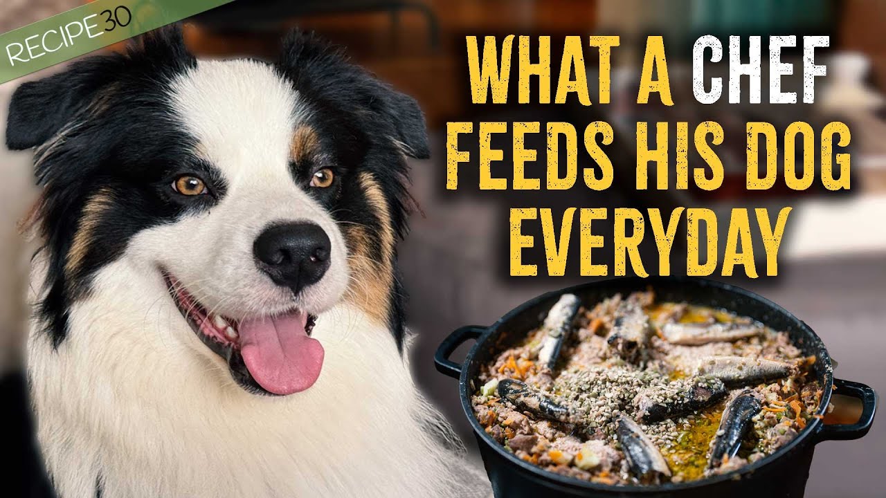 Why my dog’s coat is so shiny – no kibble in sight