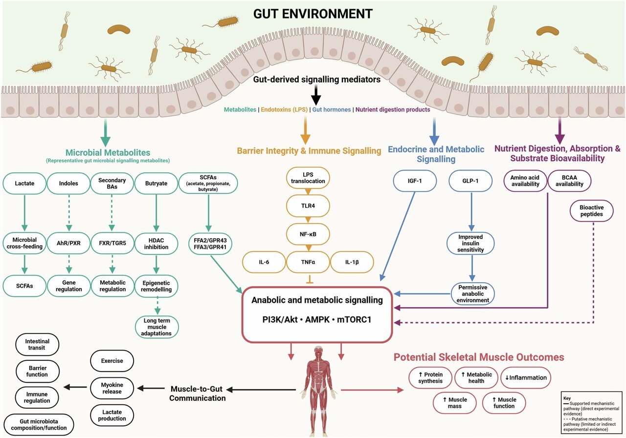 The gut‑muscle link: Why fermented foods could boost muscle health