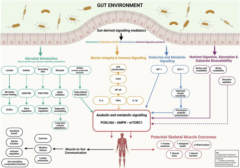 The gut‑muscle link: Why fermented foods could boost muscle health