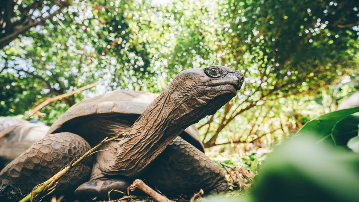 Scientists studied a 194-year-old tortoise and found a surprising ...