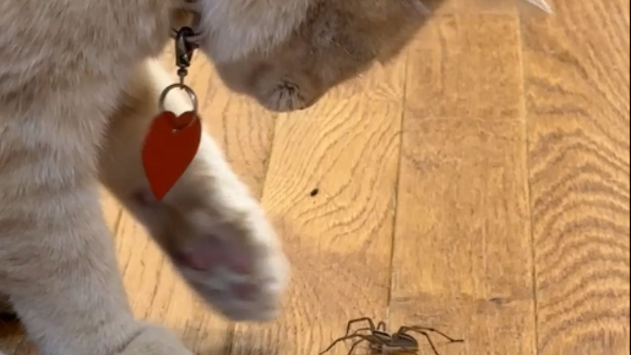 Cat engages in gentle play with spider, avoiding predatory behavior