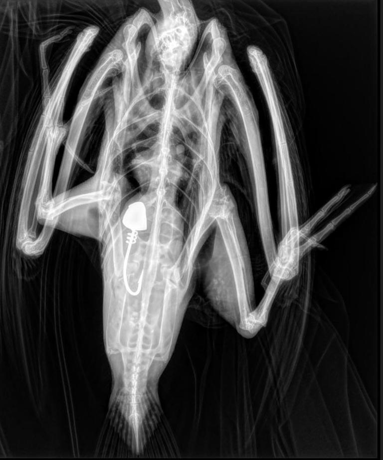Hook deep in bird's stomach shows RI rescue's need for X-ray machine