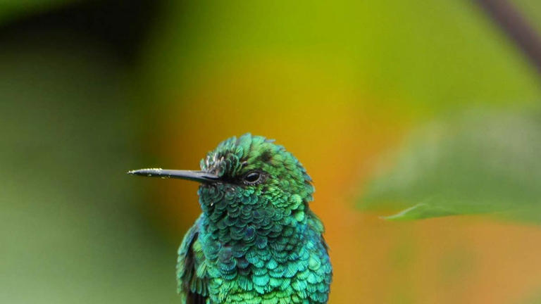 How to help hummingbirds bulk up for fall migration (and the #1 nectar ...