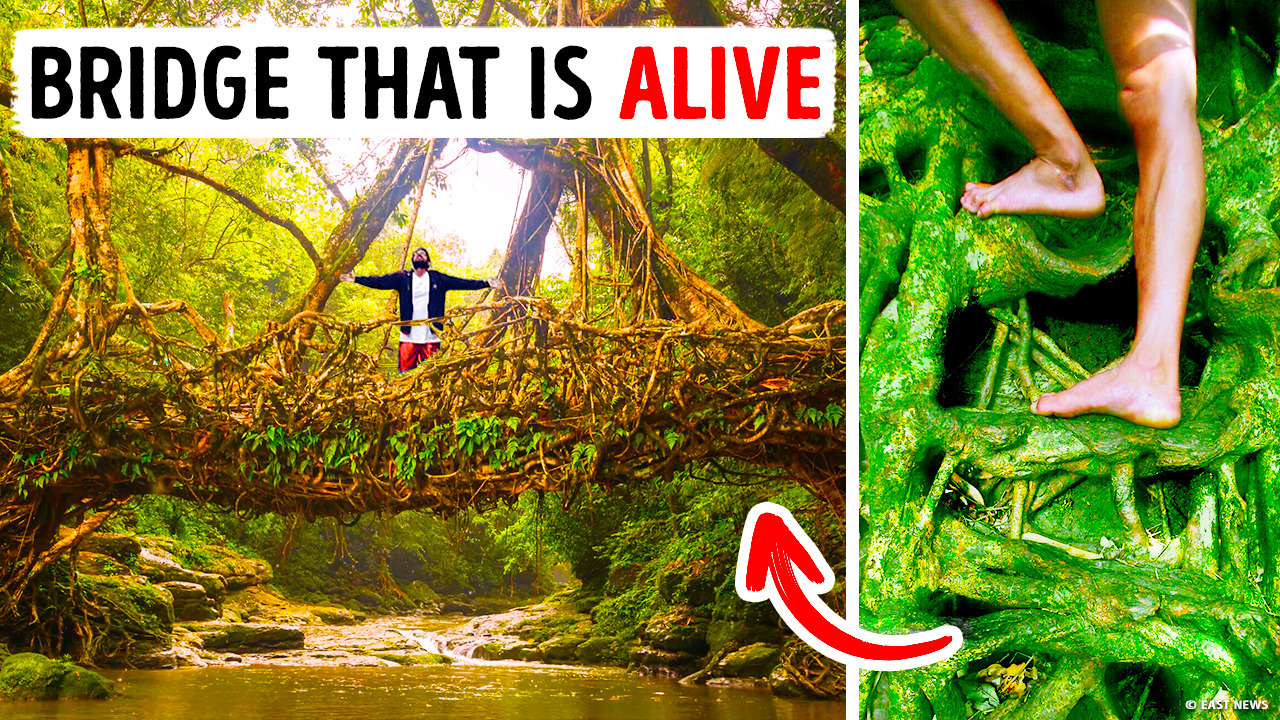 Indian village builds tree root bridges that last over 500 years
