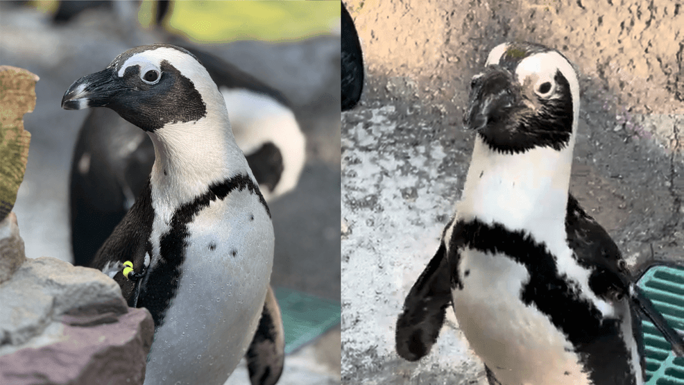 Two new African penguins join Seneca Park Zoo colony