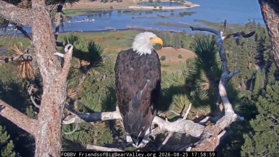 Meteor flashes across the sky over Big Bear bald eagle nest