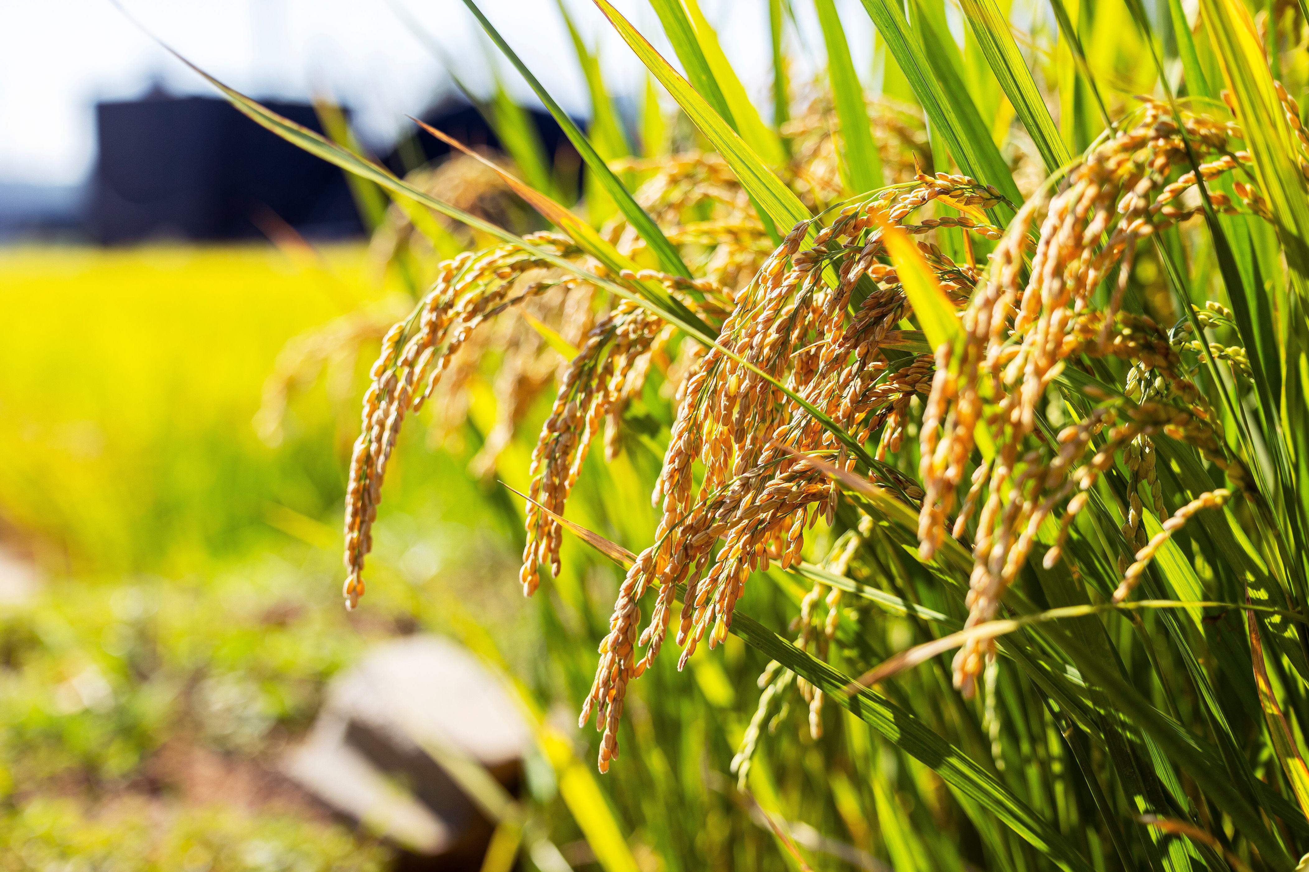 Korean rice surpasses Japanese varieties in Gyeonggi