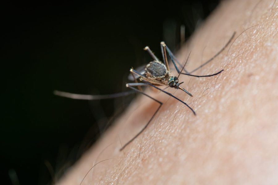 City of Harlingen to continue mosquito spray operations