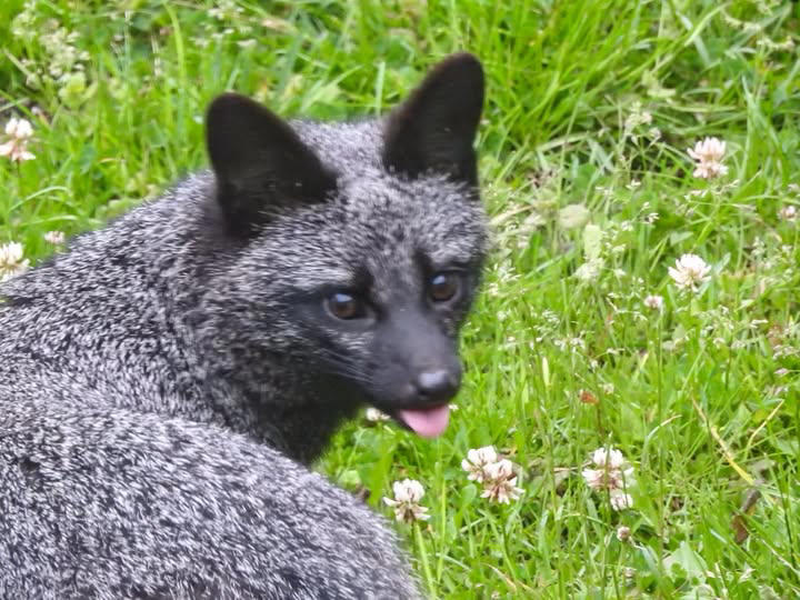 Photos of rare melanistic gray fox spotted shared by DNR