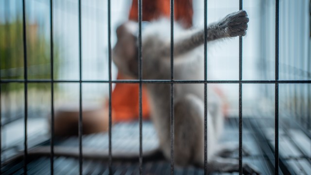 Wisconsin audit says 8 lab monkeys missed required pain meds after ...