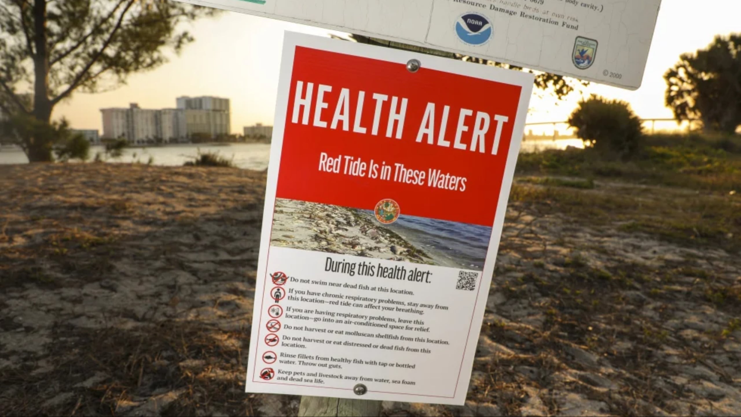 Florida red tide organisms detected at low levels in Gulf Coast samples