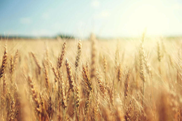 Why you should sell wheat here before prices move lower