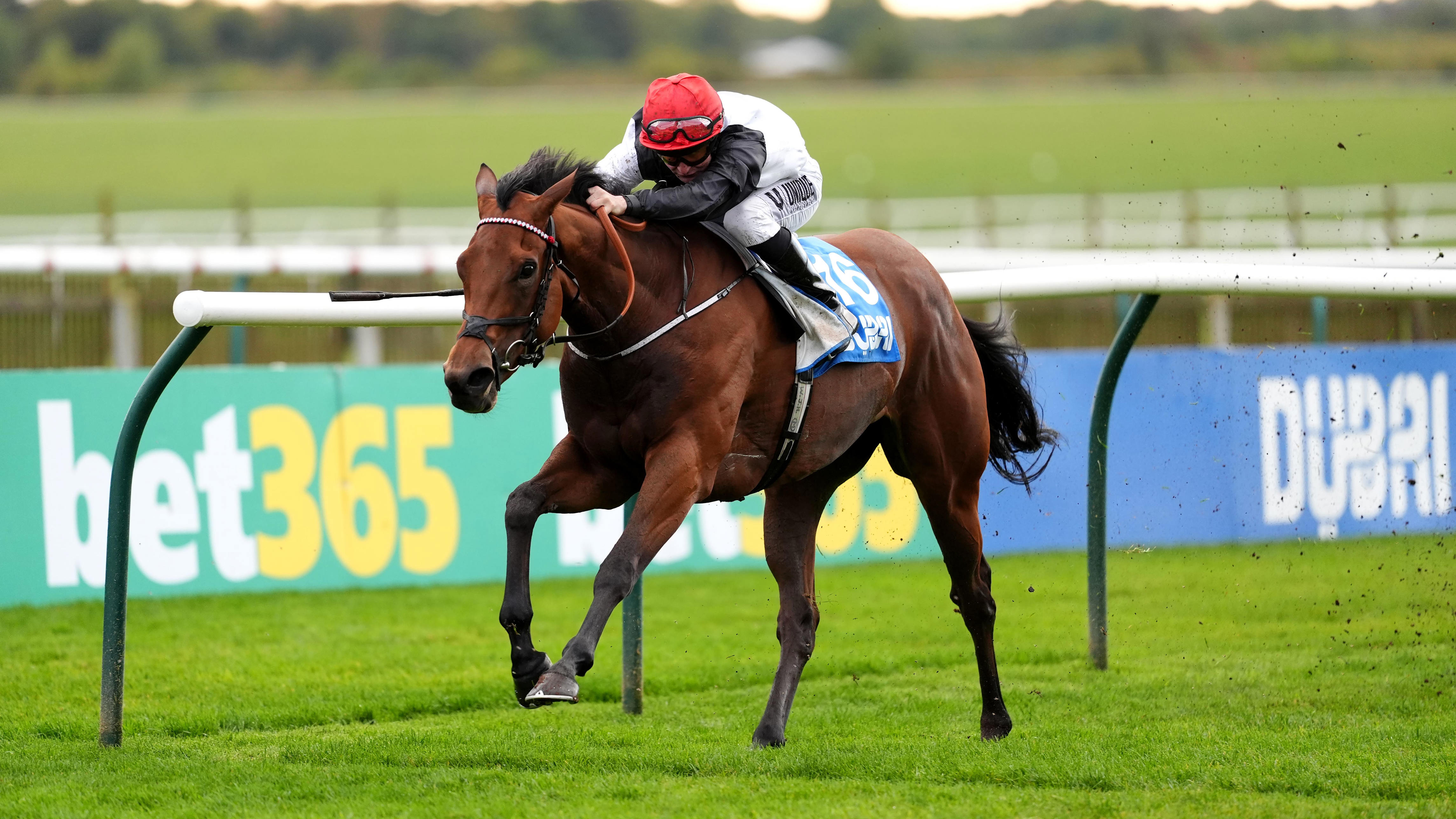 Mixed emotions for Haggas after stablemates dominate