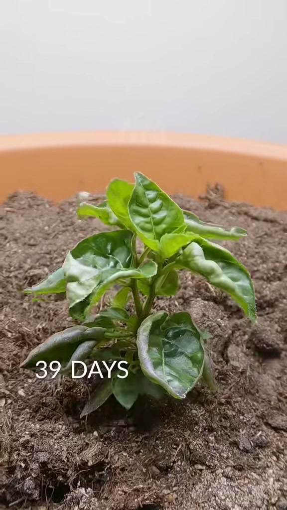 153-day-long chili timelapse loop