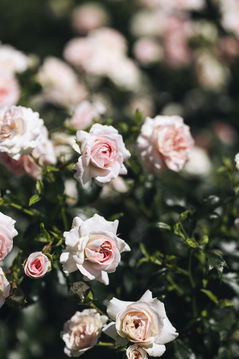 Planting a new rose this autumn? This location mistake could leave it ...
