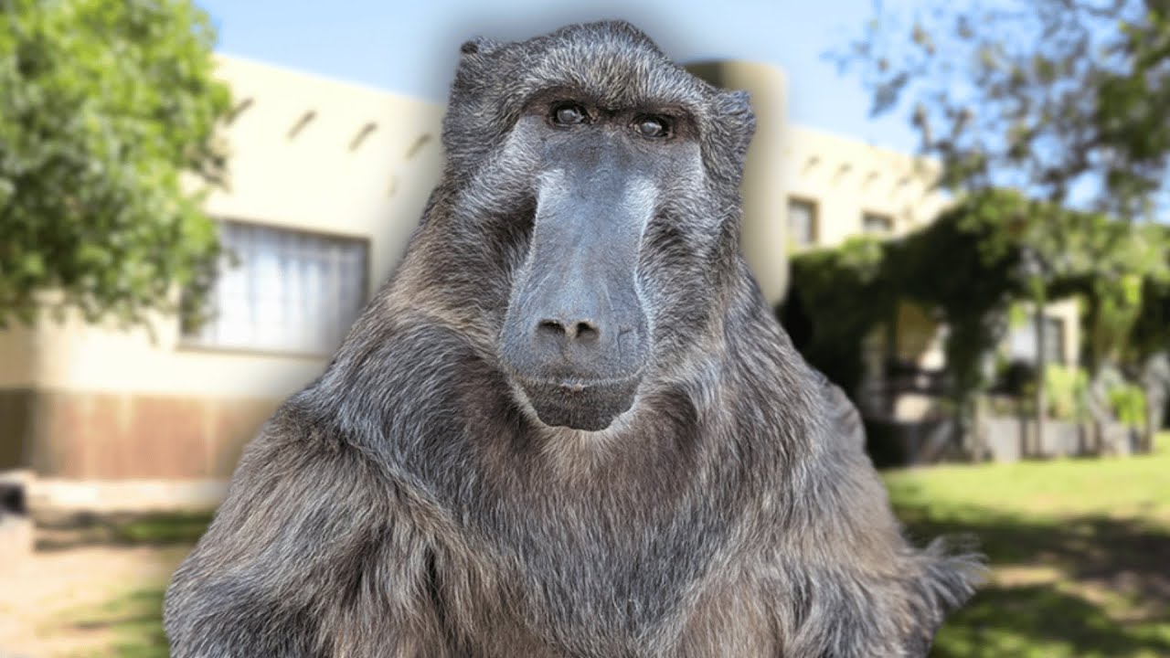 Cindy the baboon says hello