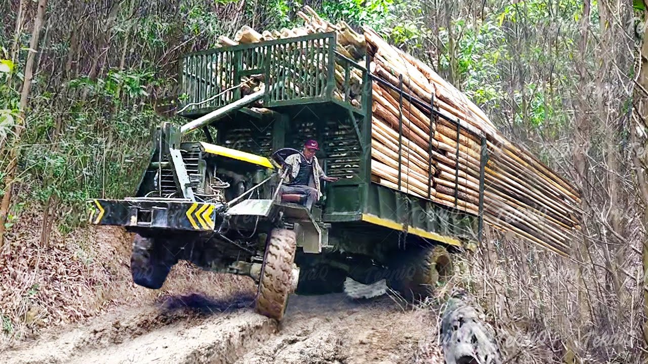 How millions of acacia trees are processed and transported through ...