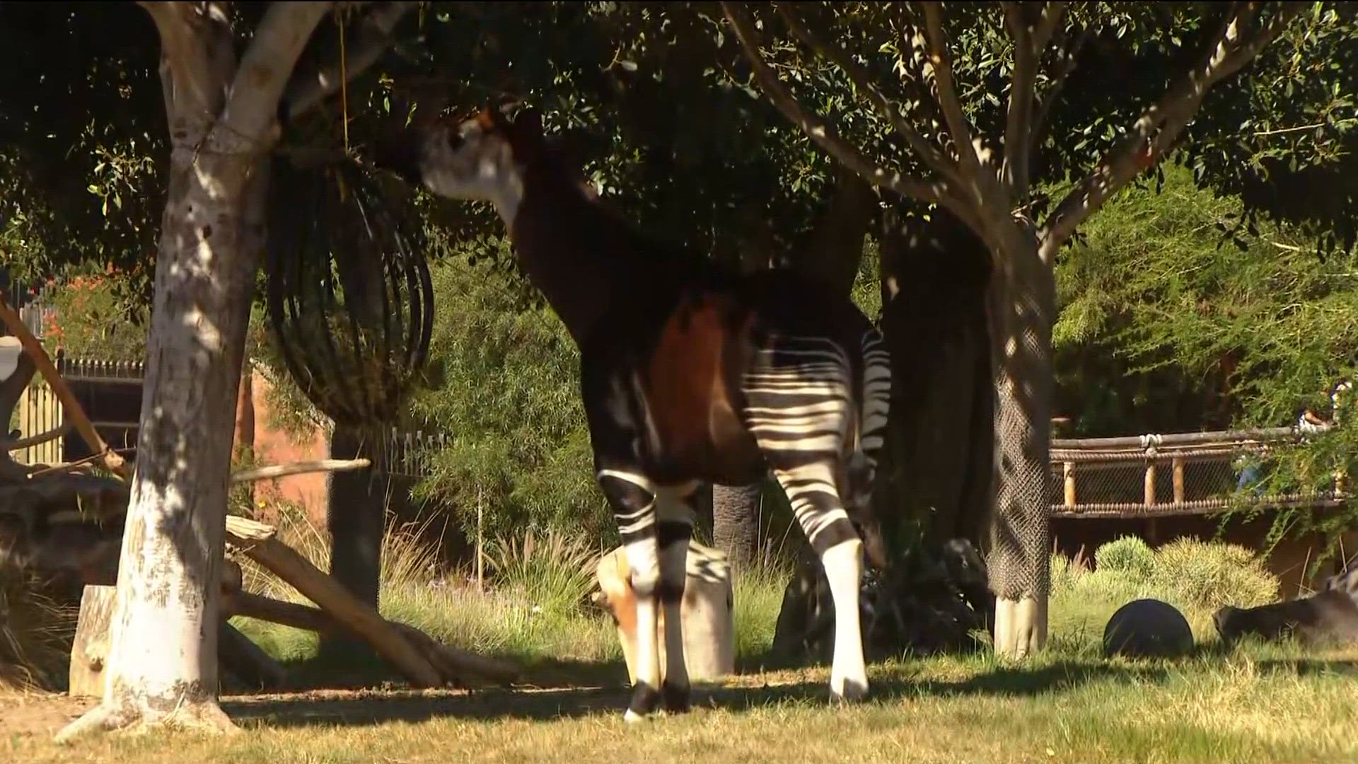 Zoo day | Meet the okapi