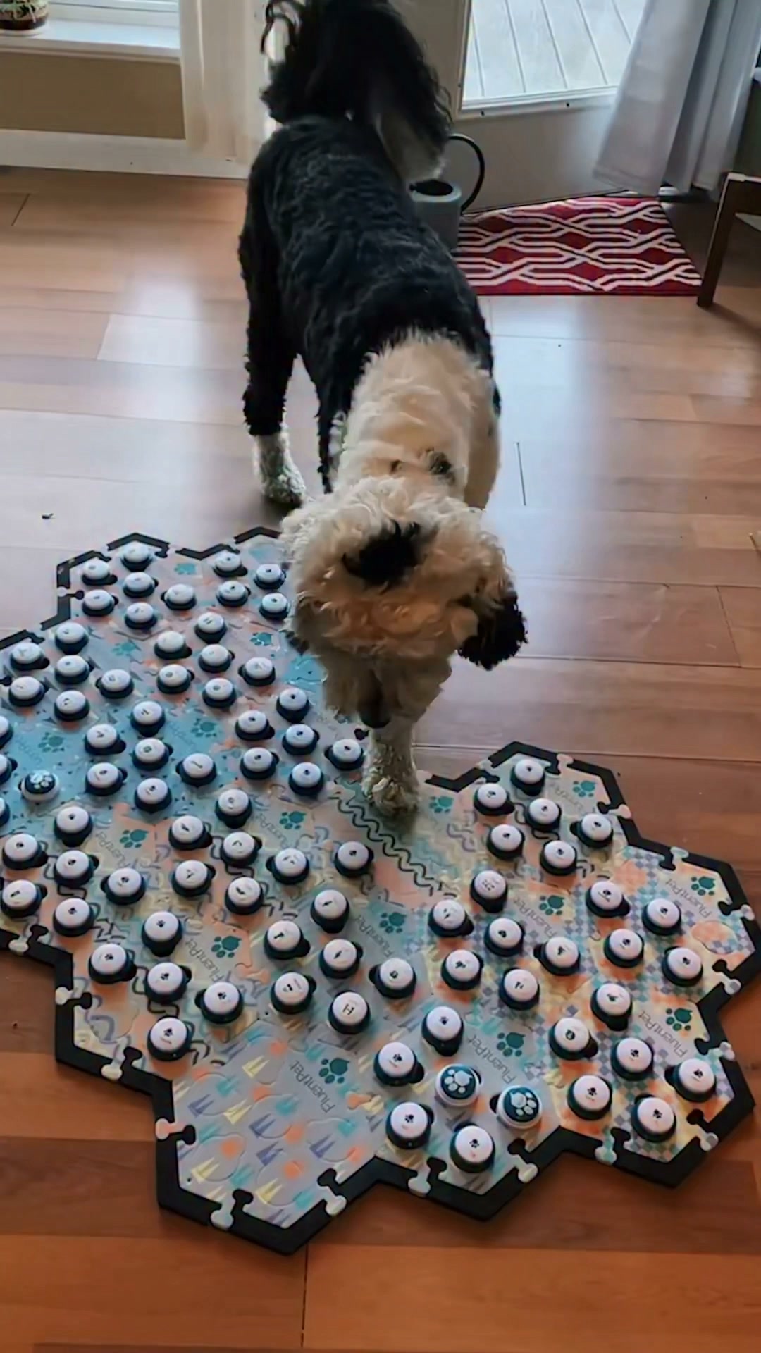 🐶 Bunny delivers an adorable interruption