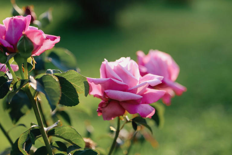 Planting a new rose this autumn? This location mistake could leave it ...