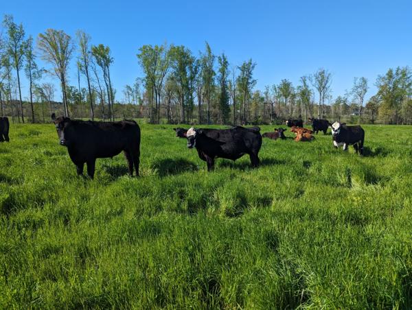Quality is 'our selling point': SC ranchers, eateries not worried Trump ...