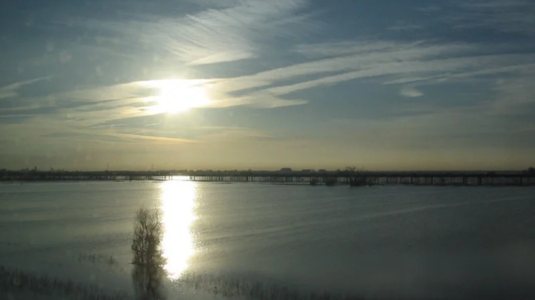 Levee setback boosts salmon food: Move widens Yolo floodplain; fields ...