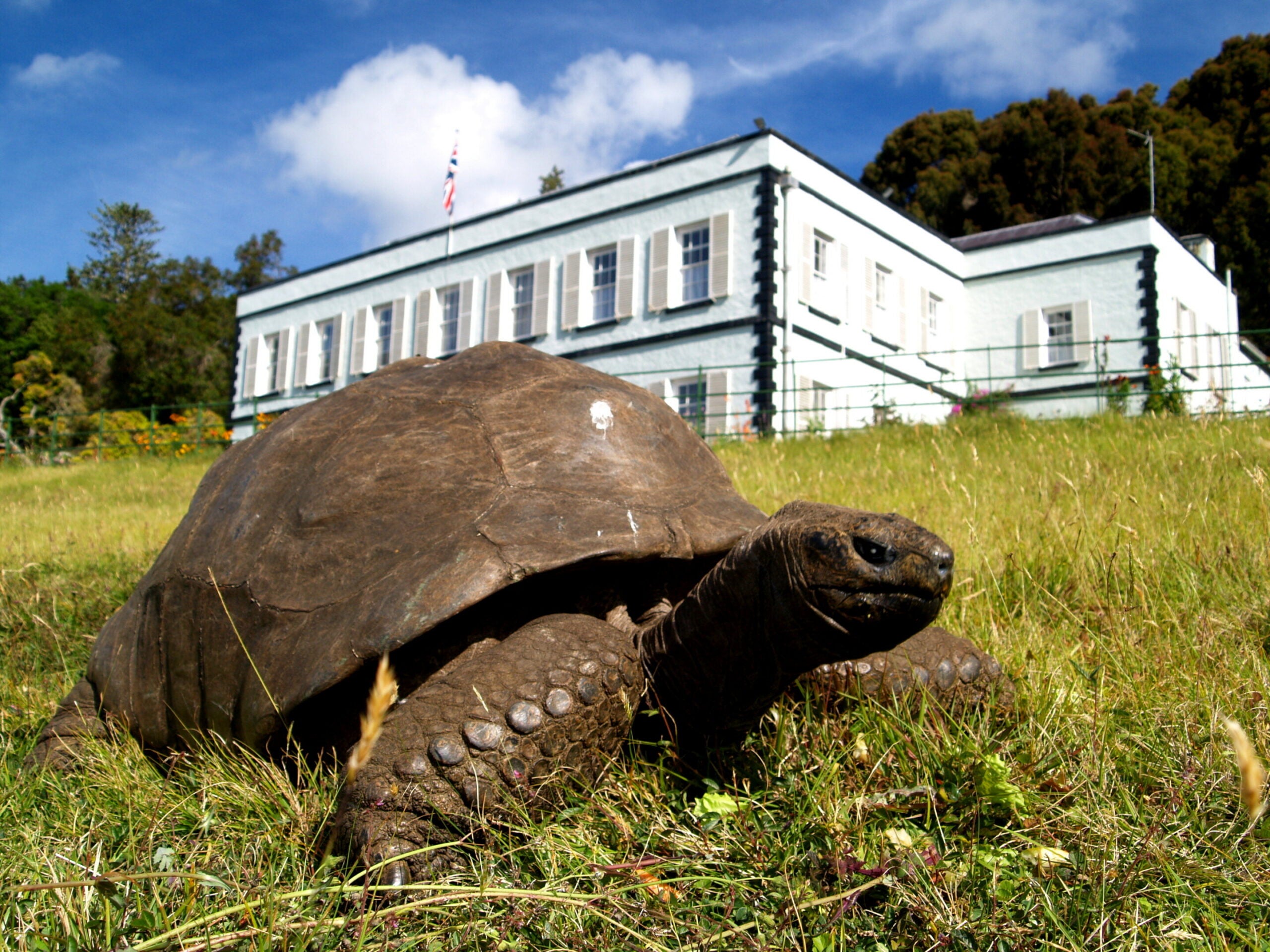 Jonathan the 194-year-old tortoise offers new clues to extreme human ...