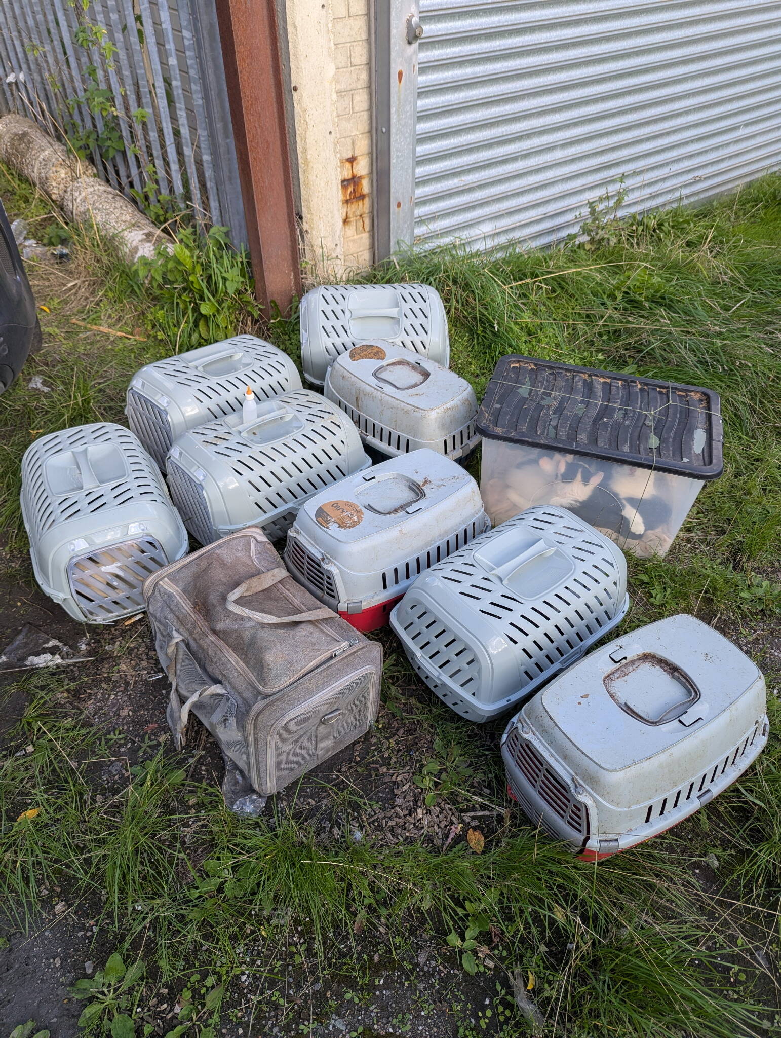 Man out for walk finds boxes piled in alley with 26 little lives sealed ...