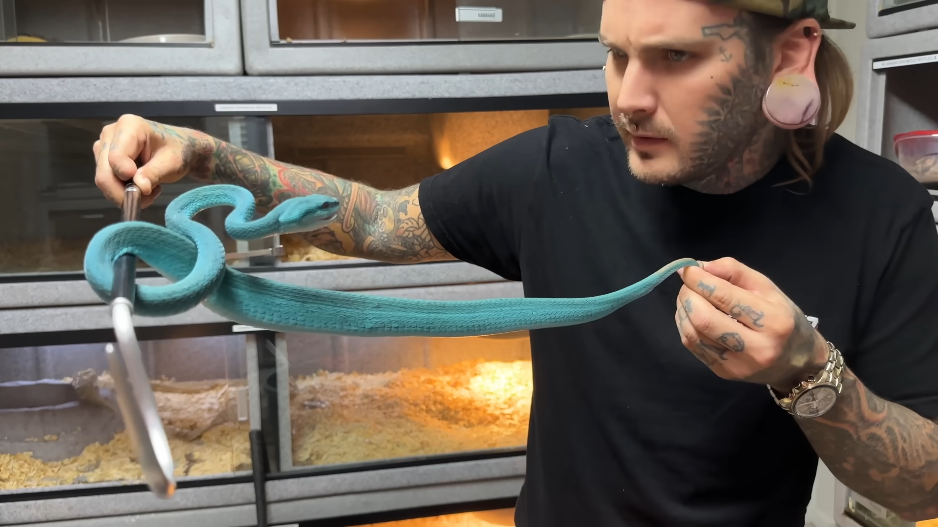 Two enormous king cobras met for the first time and every movement mattered