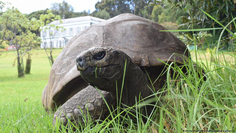 194 anos: O segredo de Jonathan, o animal terrestre mais velho do mundo