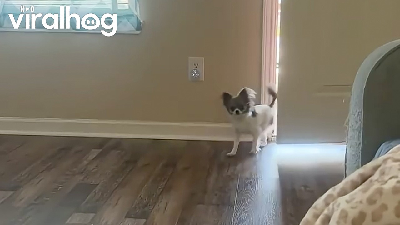Loyal companion takes her job of protecting her human seriously