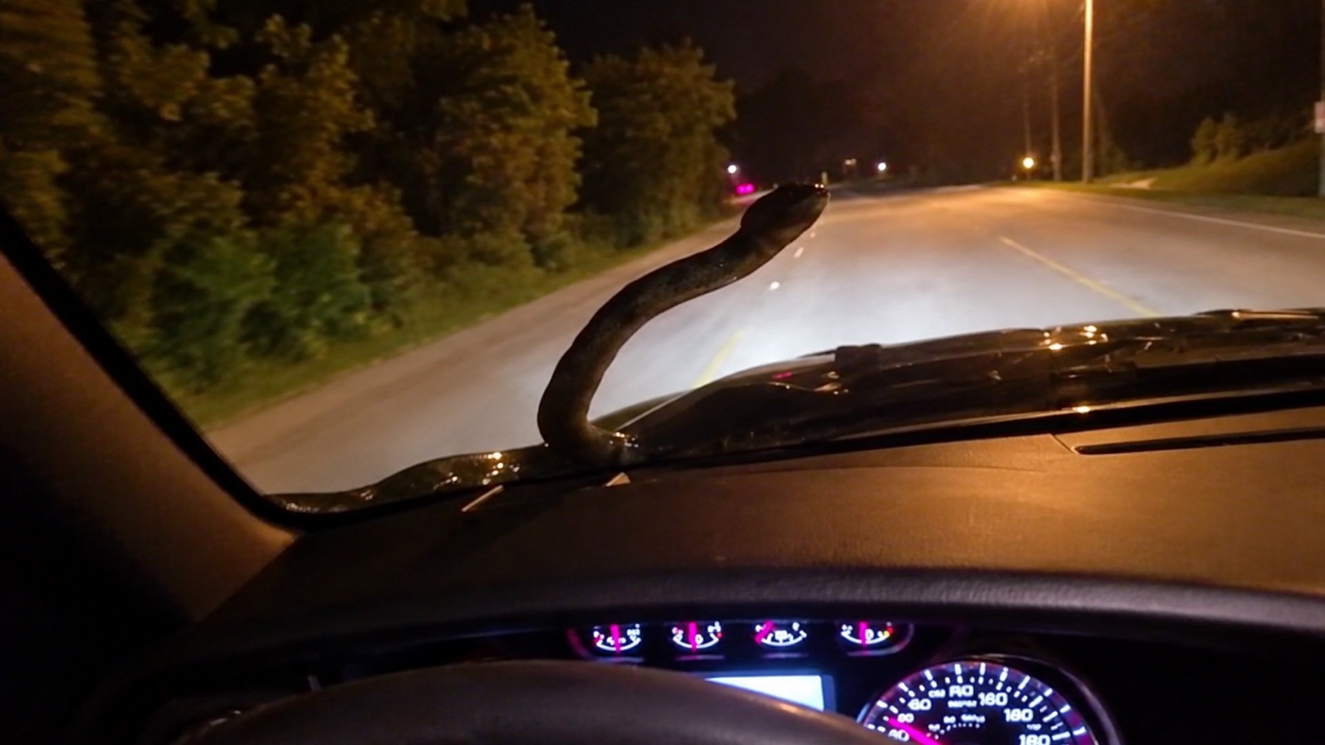Giant snake on car windshield caught on camera