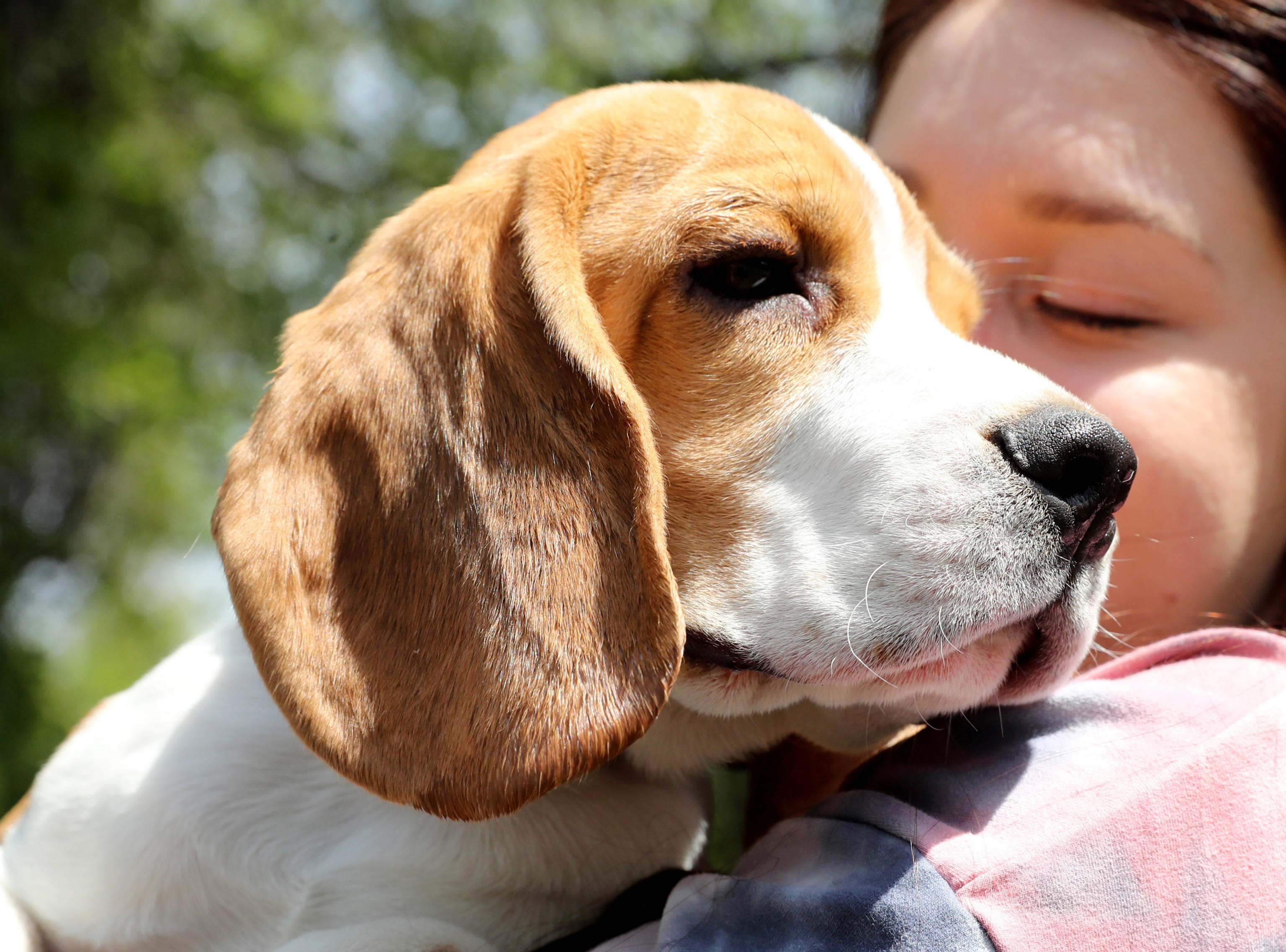 Cani beagle maltrattati per sperimentare farmaci, denunciata ...