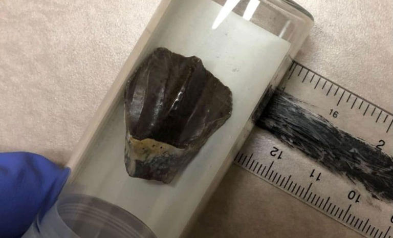 Scientists found a strange chemical signal in dinosaur teeth, and the ...