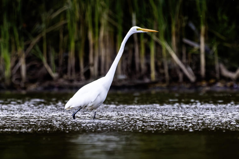 Lake Ontario: Donald Trump and the great distraction