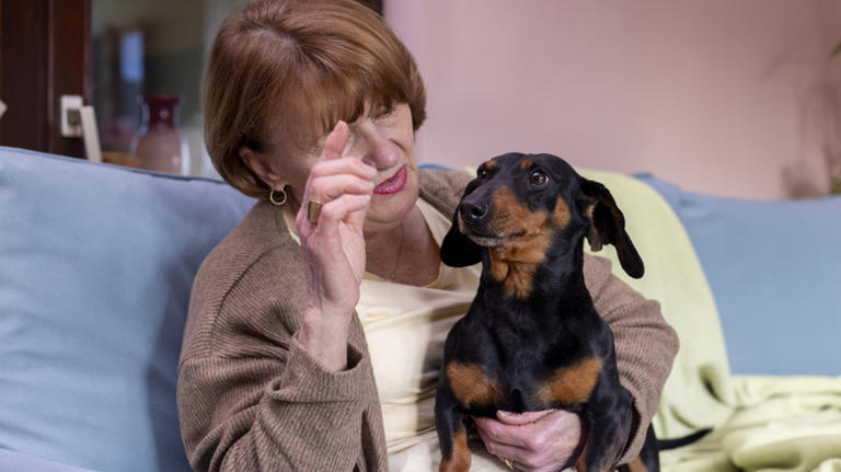 Woman Makes Mini Dachshund DIY Halloween Costume From Old T-Shirt & He ...