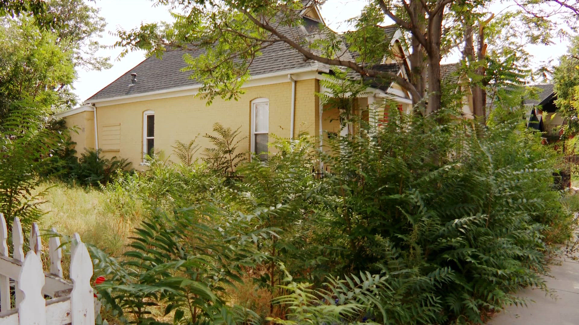 Neighbors band together to kill invasive tree species